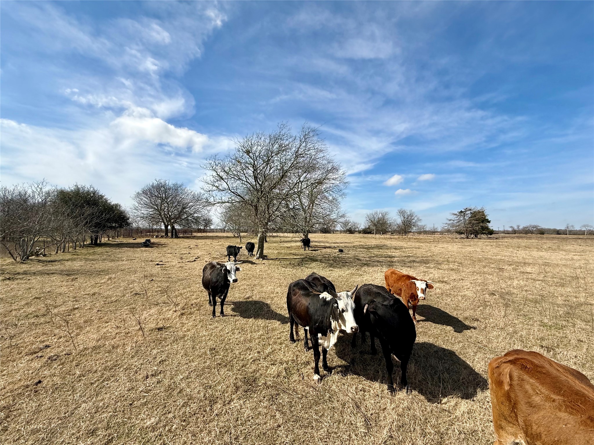 Tbd County Road 656 Thornton TX 76687
