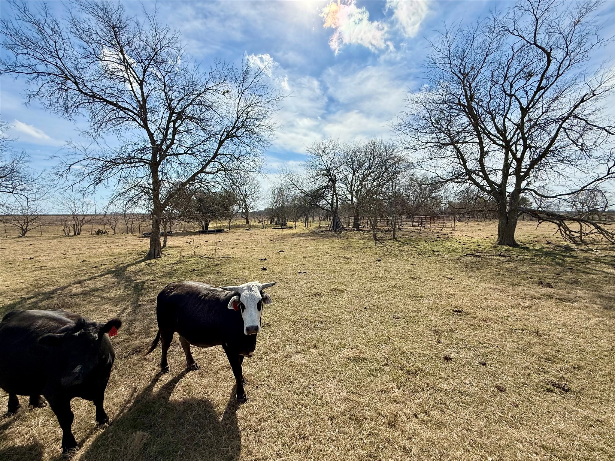 Tbd County Road 656 Thornton TX 76687