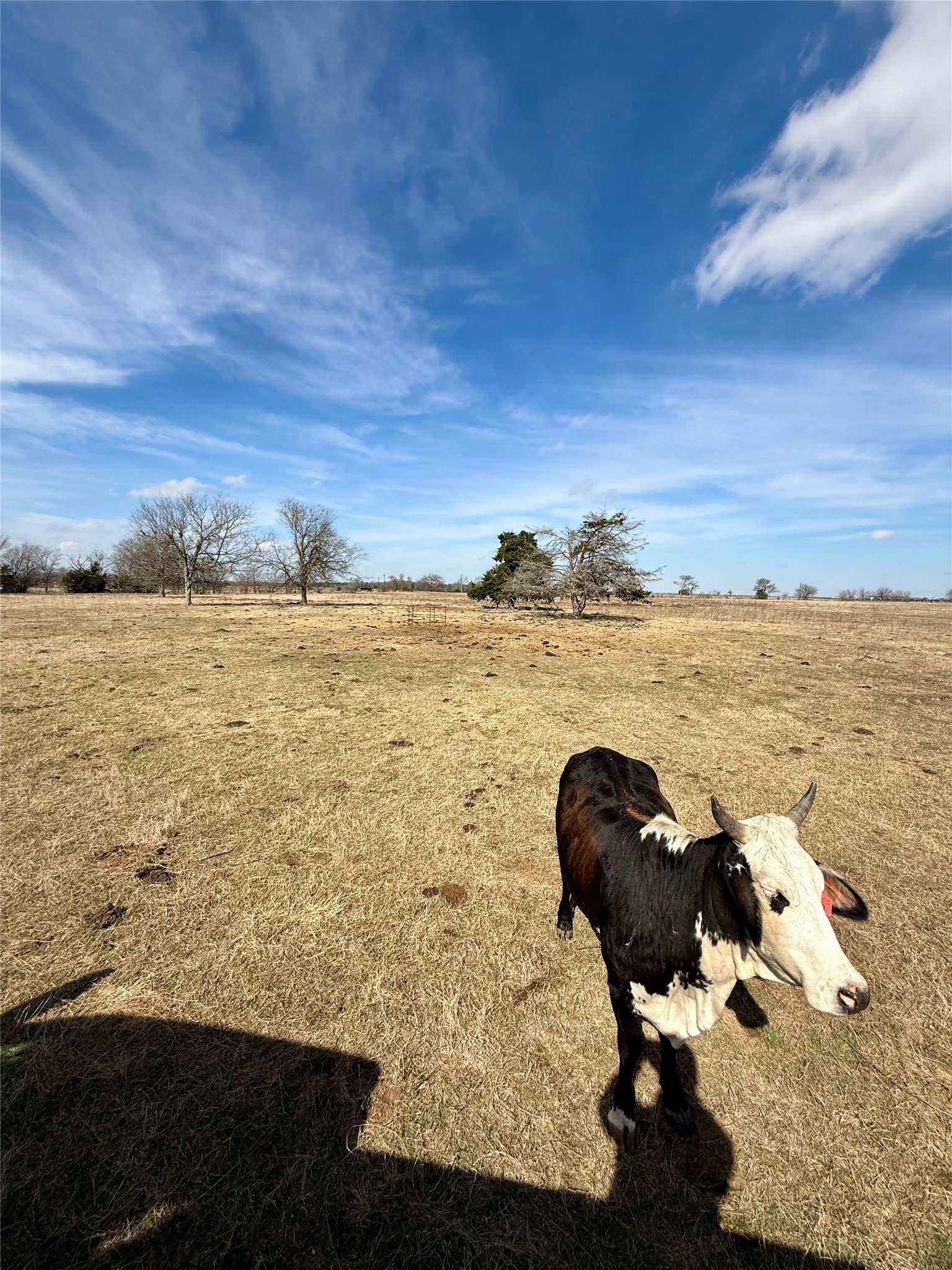 Tbd County Road 656 Thornton TX 76687