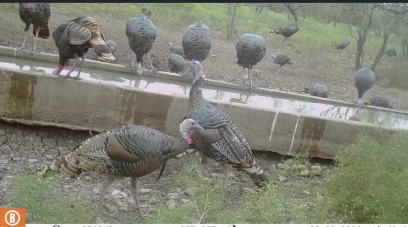 371 Axis Court Melvin TX 76858