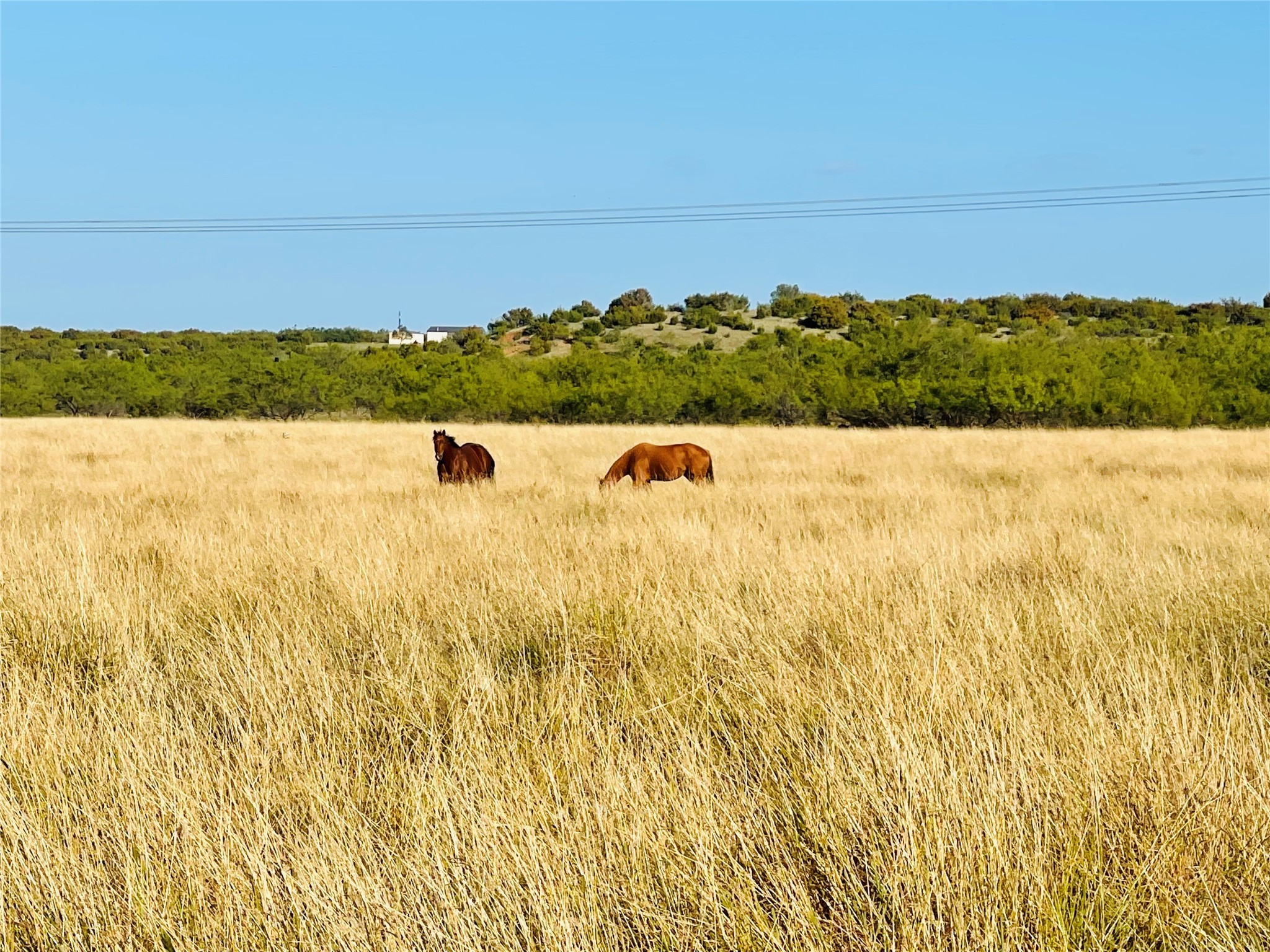 1089 Tennyson Road Bronte TX 76933