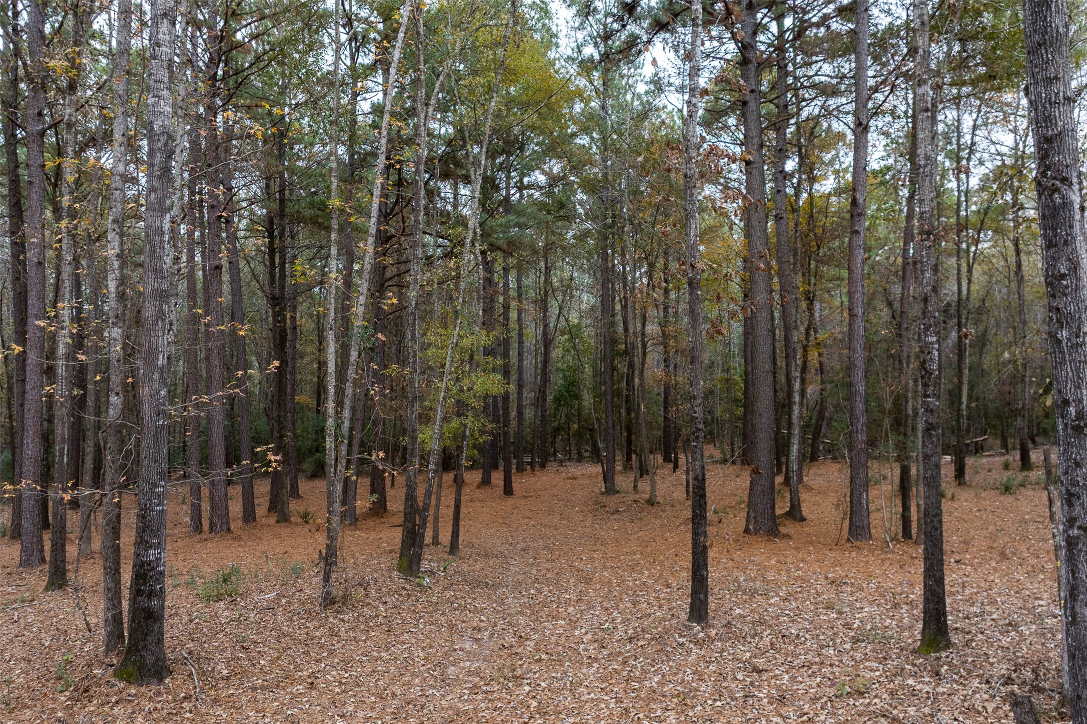 14770 Fm 315 Palestine TX 75803
