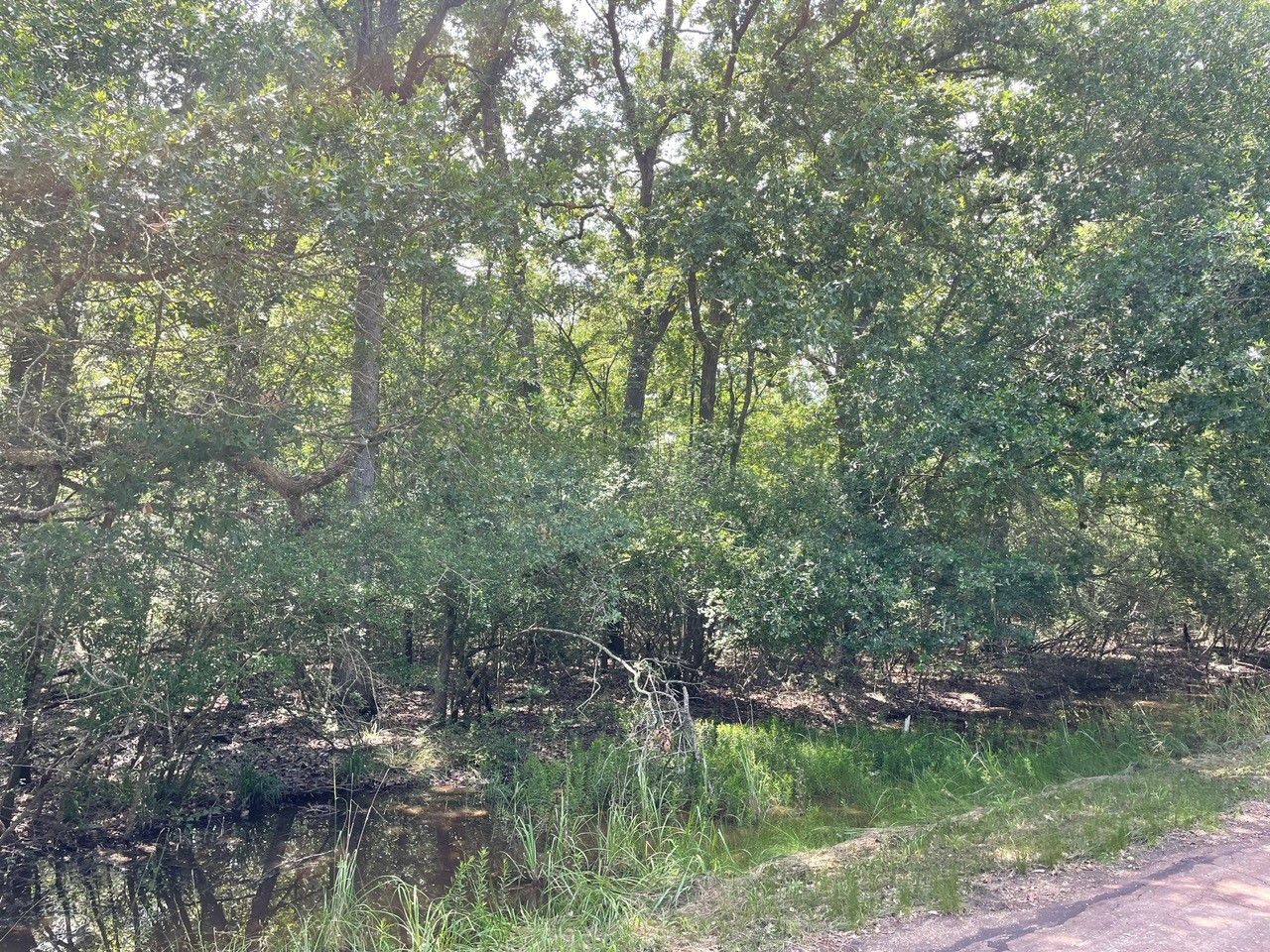 Tbd County Road 750 Thornton TX 76687