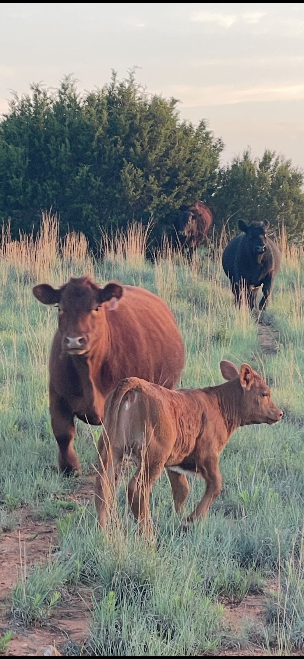 6922 Highway 83 Ovalo TX 79541