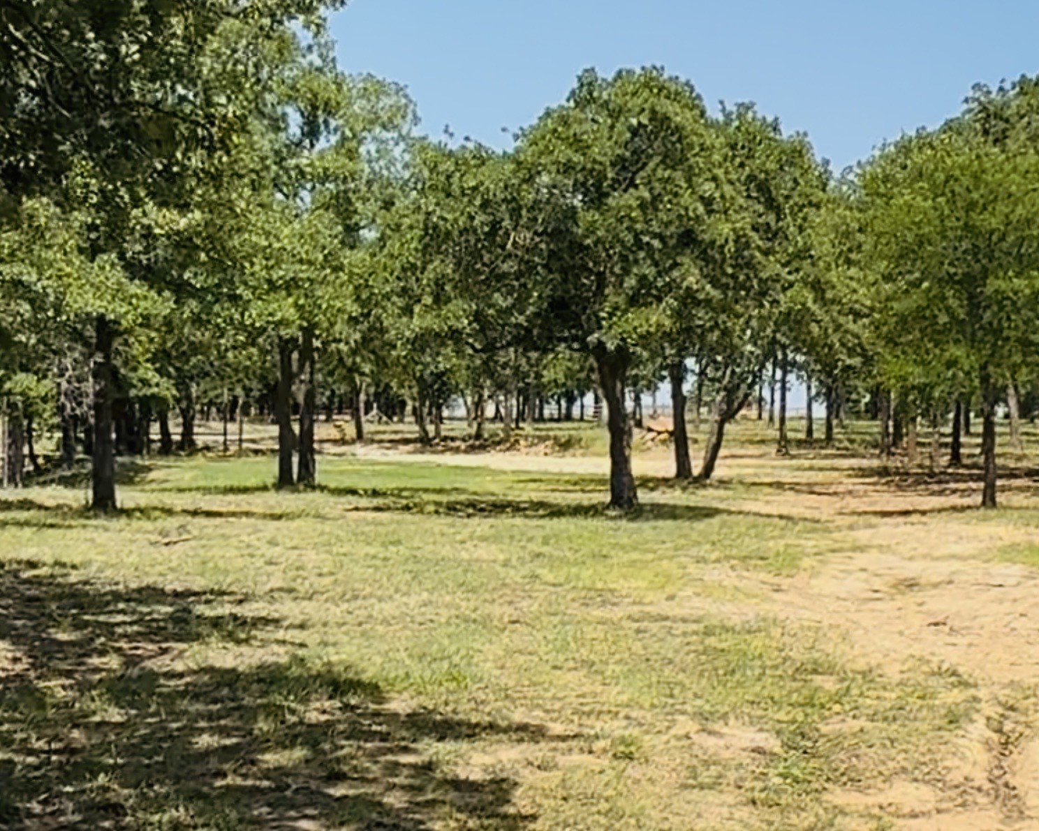 153 Catfish Trail Bowie TX 76230