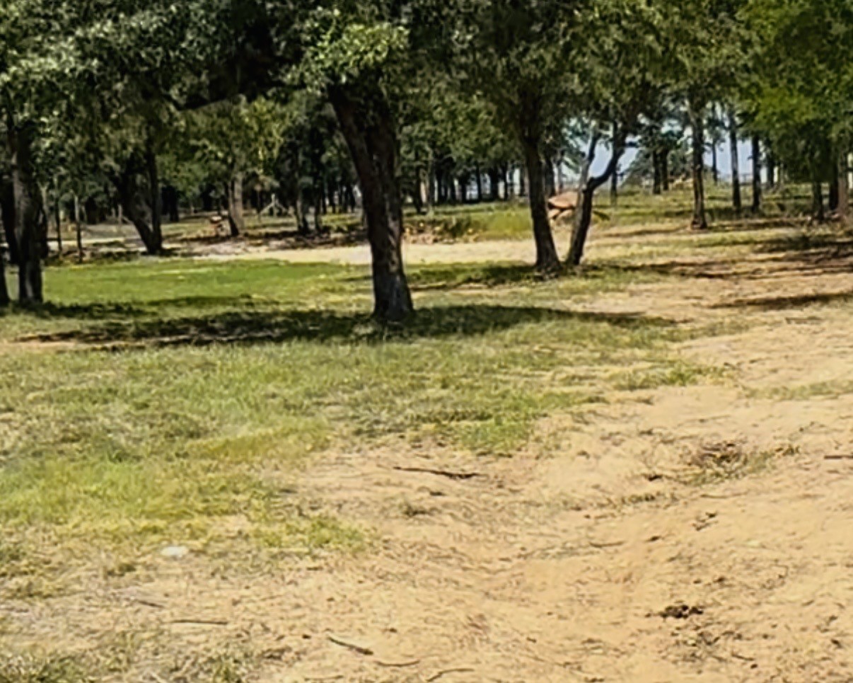 153 Catfish Trail Bowie TX 76230