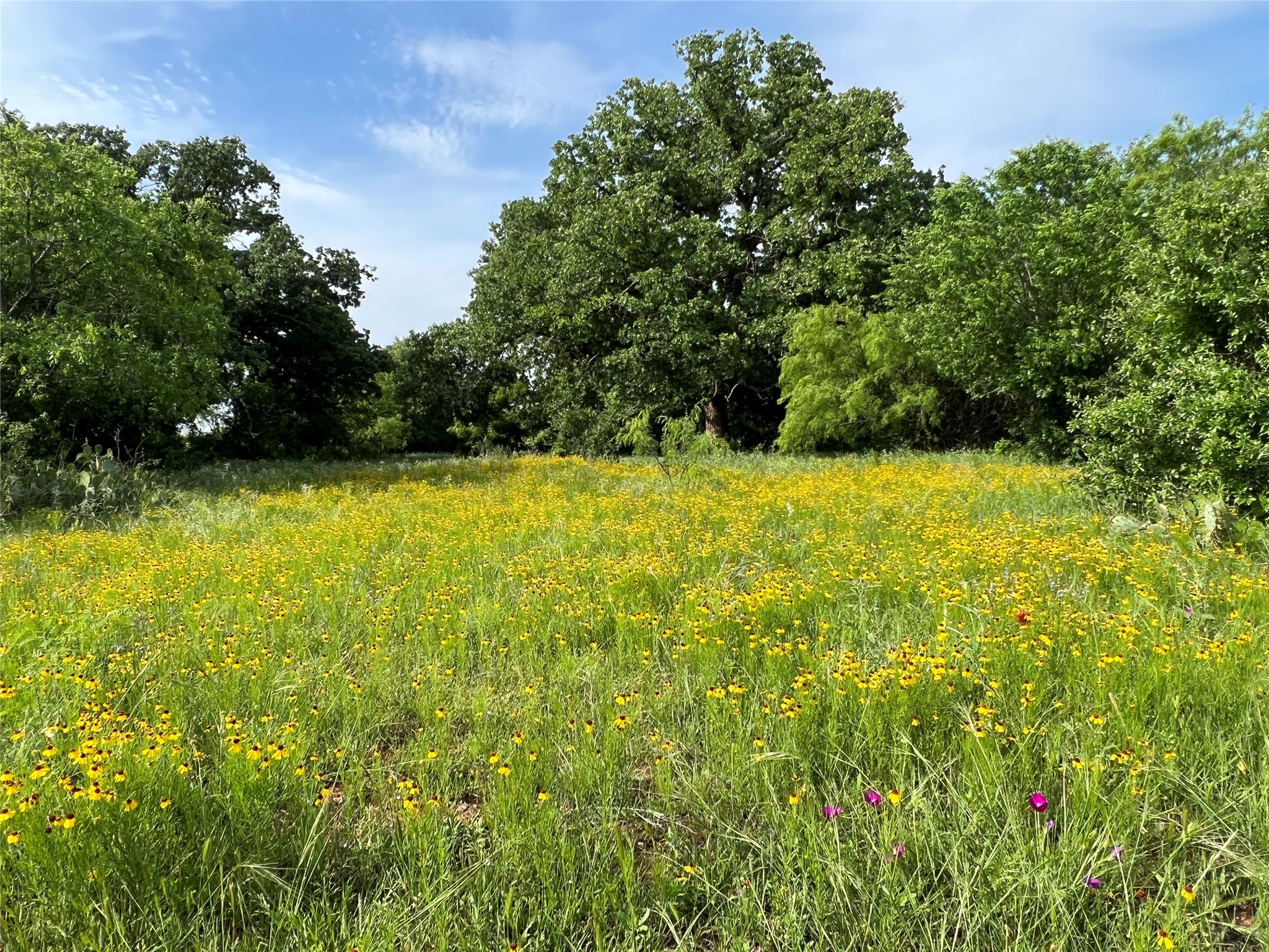 137 Creek Cisco TX 76437