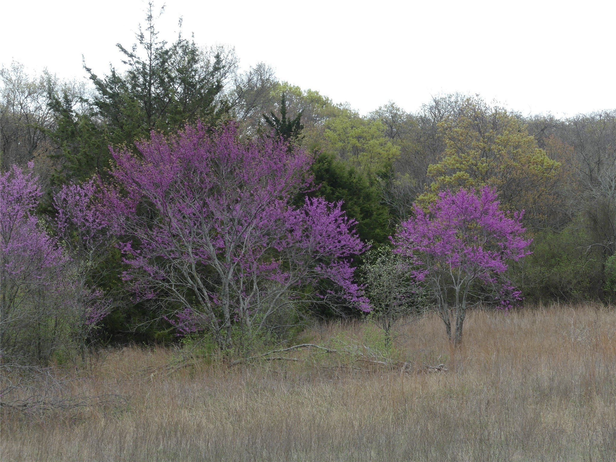 Tbd Dye Mound Road Forestburg TX 76239