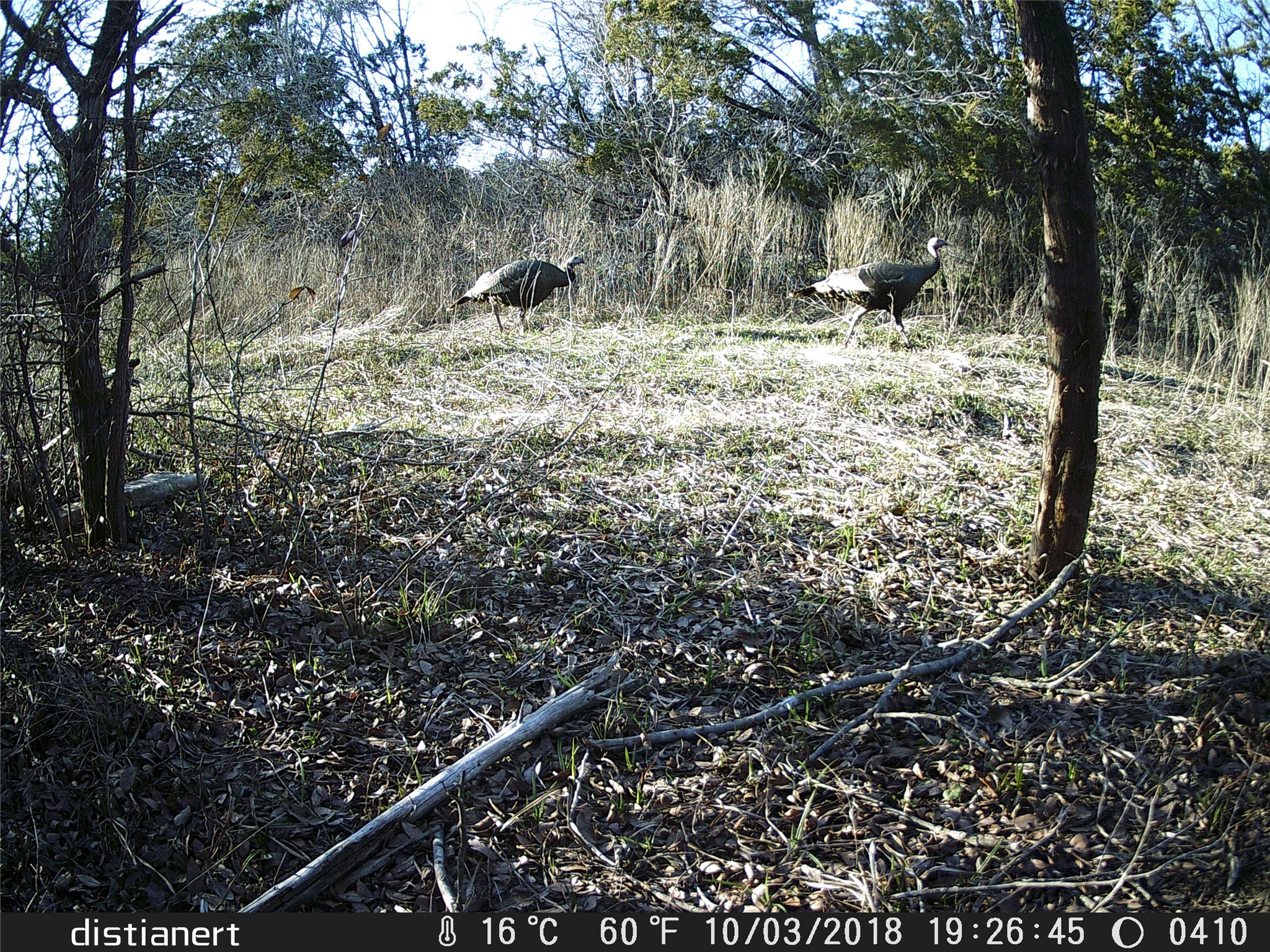 2516 County Road 328 Glen Rose TX 76043