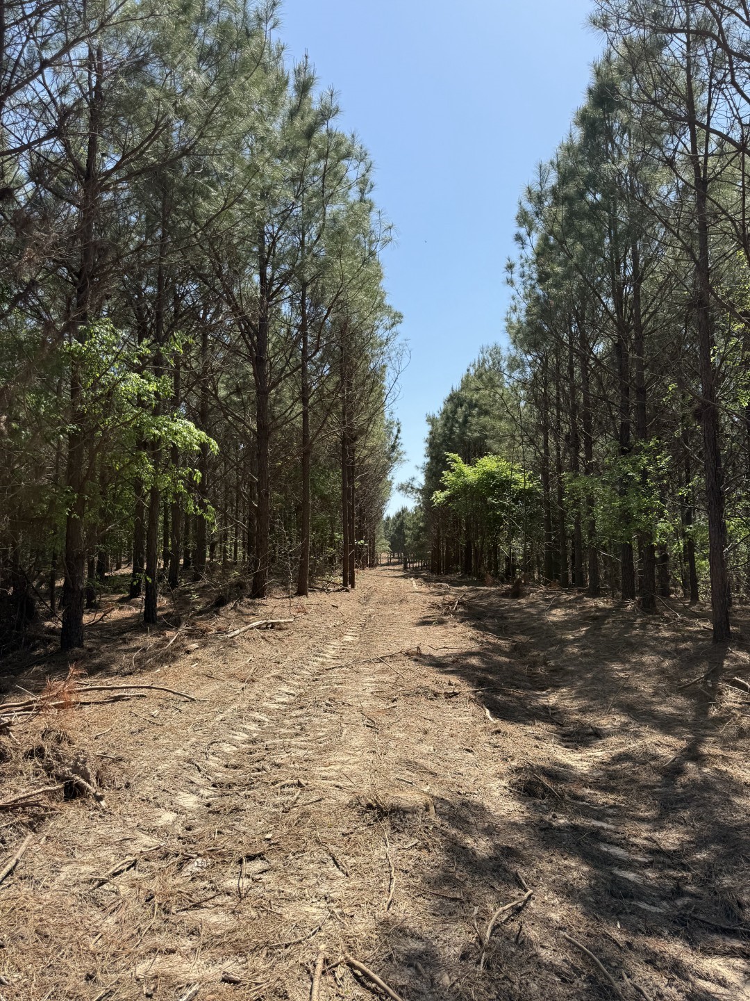 Tbd Lincoln Springs Road Gladewater TX 75647