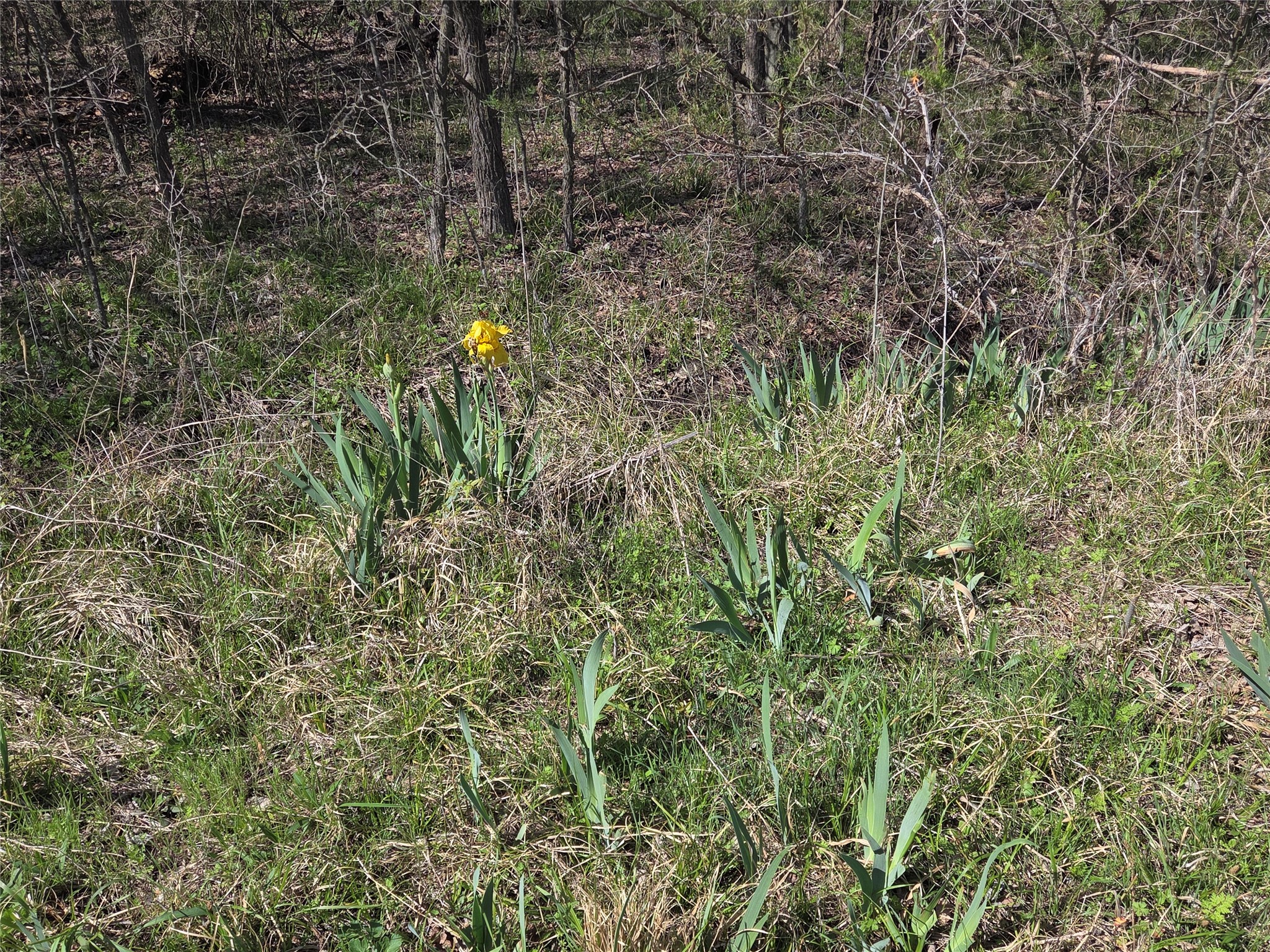 294 County Road 2809 Honey Grove TX 75446