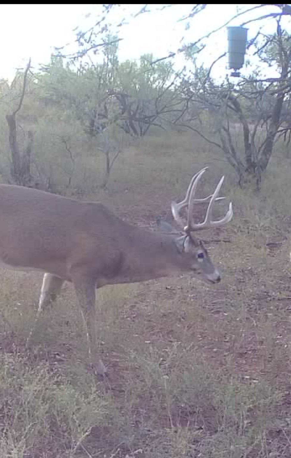 1400 Hammond Road Quanah TX 79252