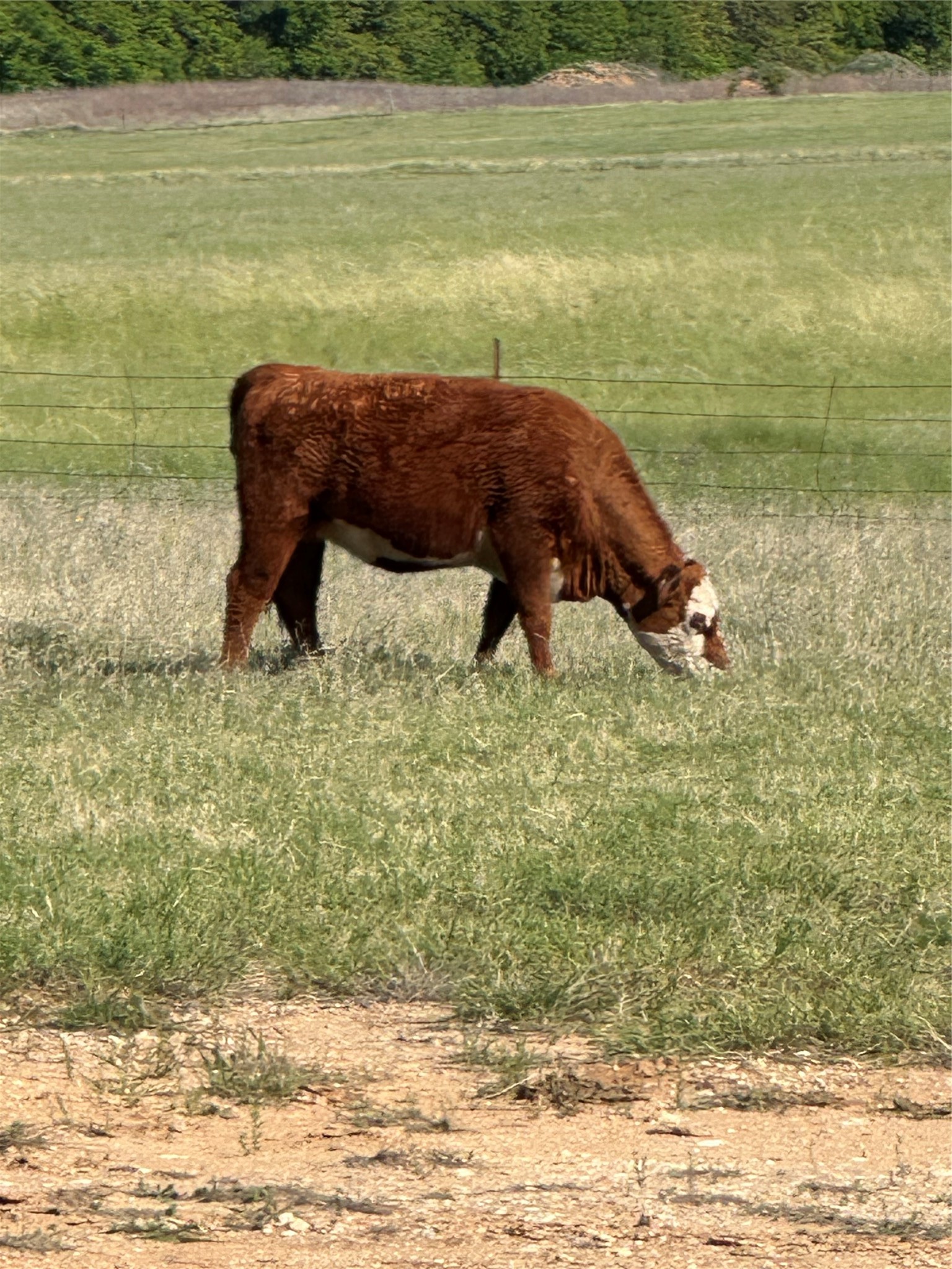 Tbd Highway 2247 Comanche TX 76442