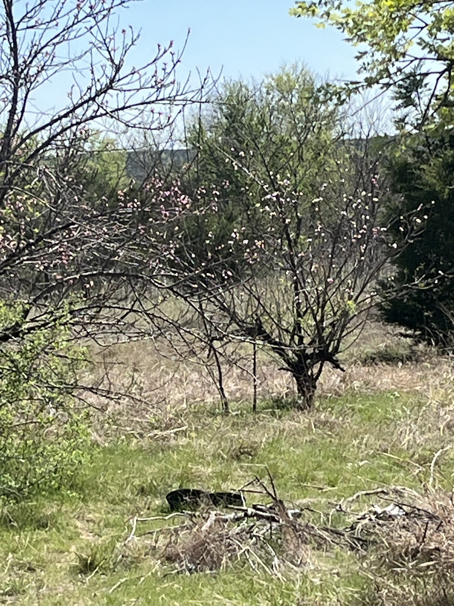 100 E Shangri La Drive Azle TX 76020