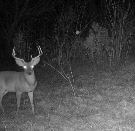 Tbd Reeves Road Garrison TX 75945
