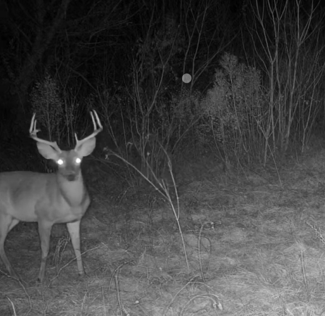 Tbd Reeves Road Garrison TX 75945