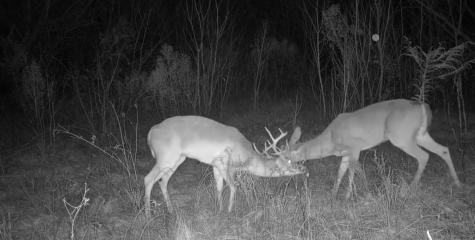 Tbd Reeves Road Garrison TX 75945