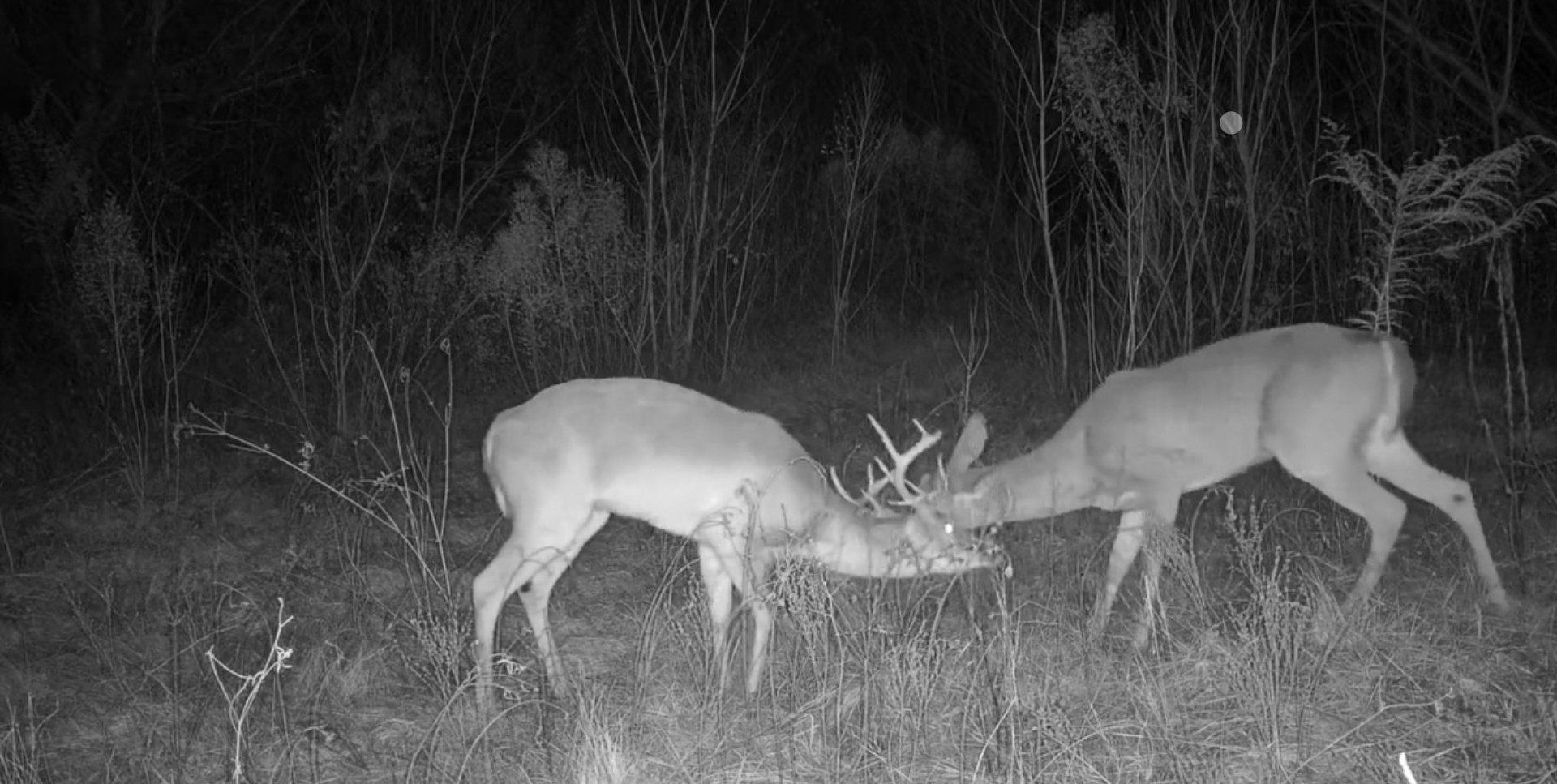 Tbd Reeves Road Garrison TX 75945
