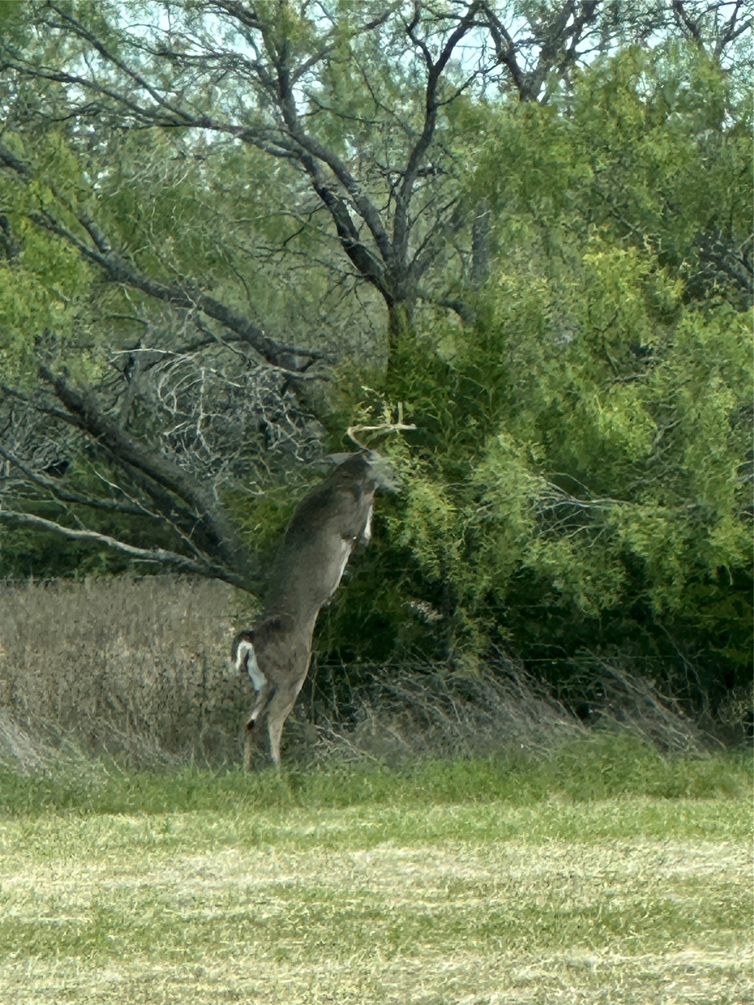 Tbd N Fm 55 Barry TX 75102