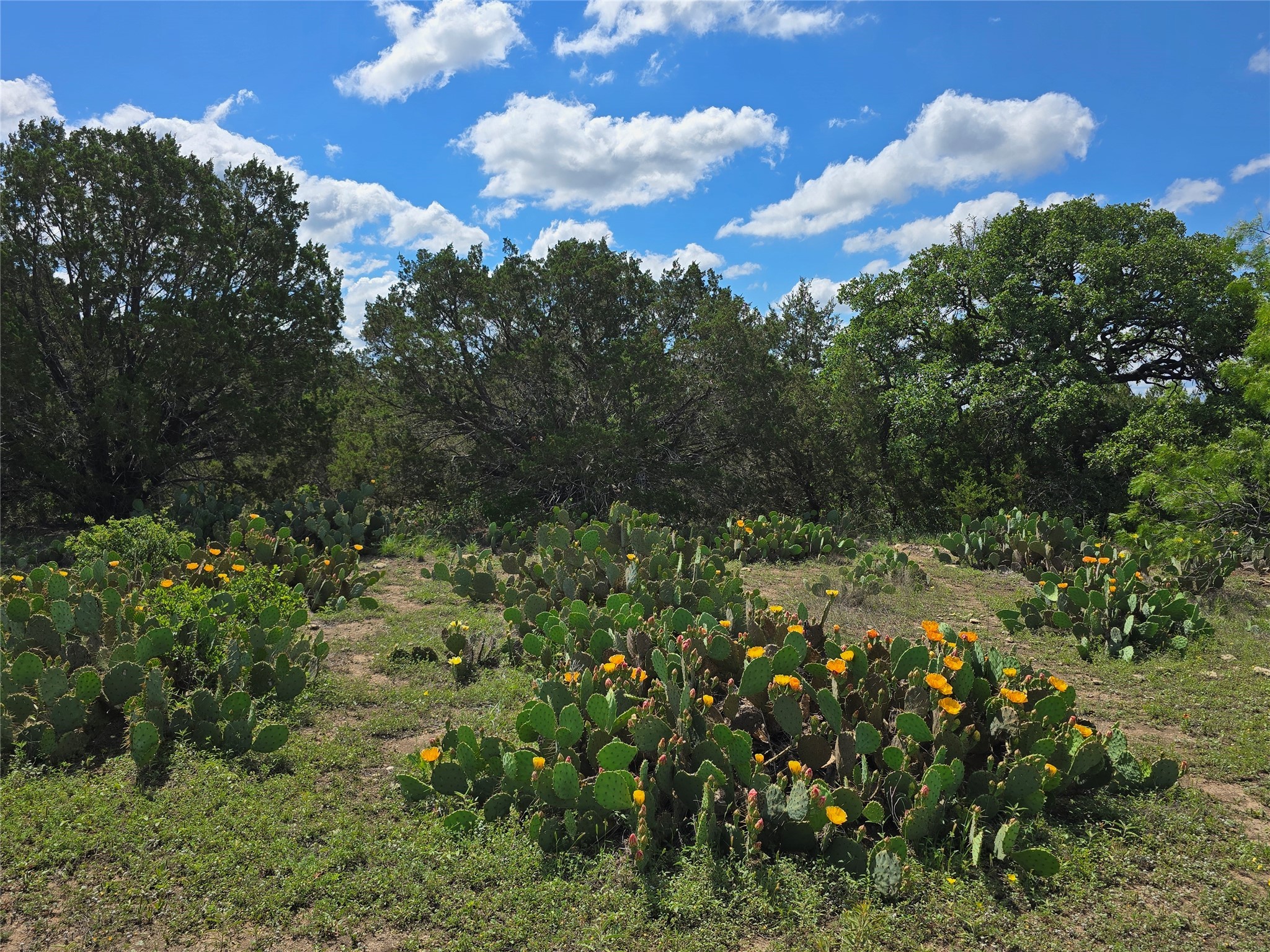 Tbd County Road 218 Santa Anna TX 76878