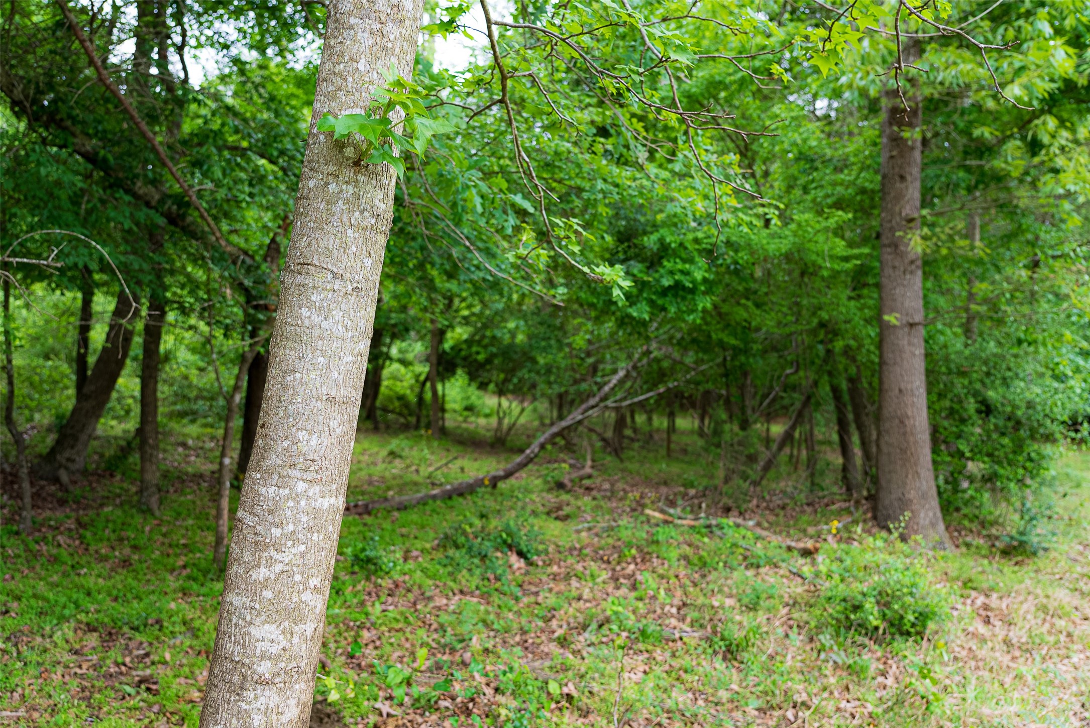00 Tract 2 Cr 1615 Jacksonville TX 75766