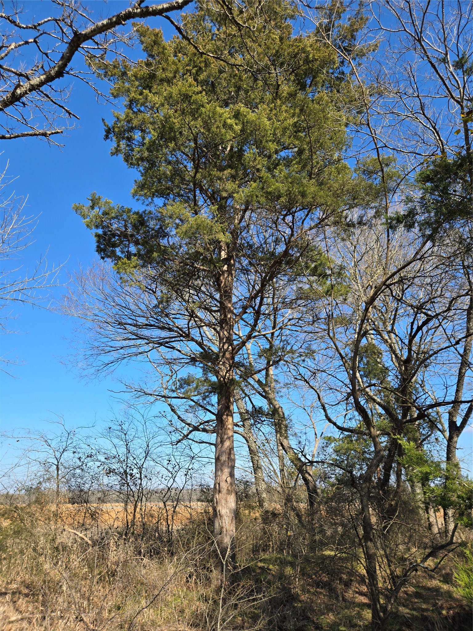Tbd County Road 4612 Sulphur Springs TX 75482