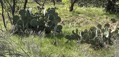 258 County Road 206 Ovalo TX 79541