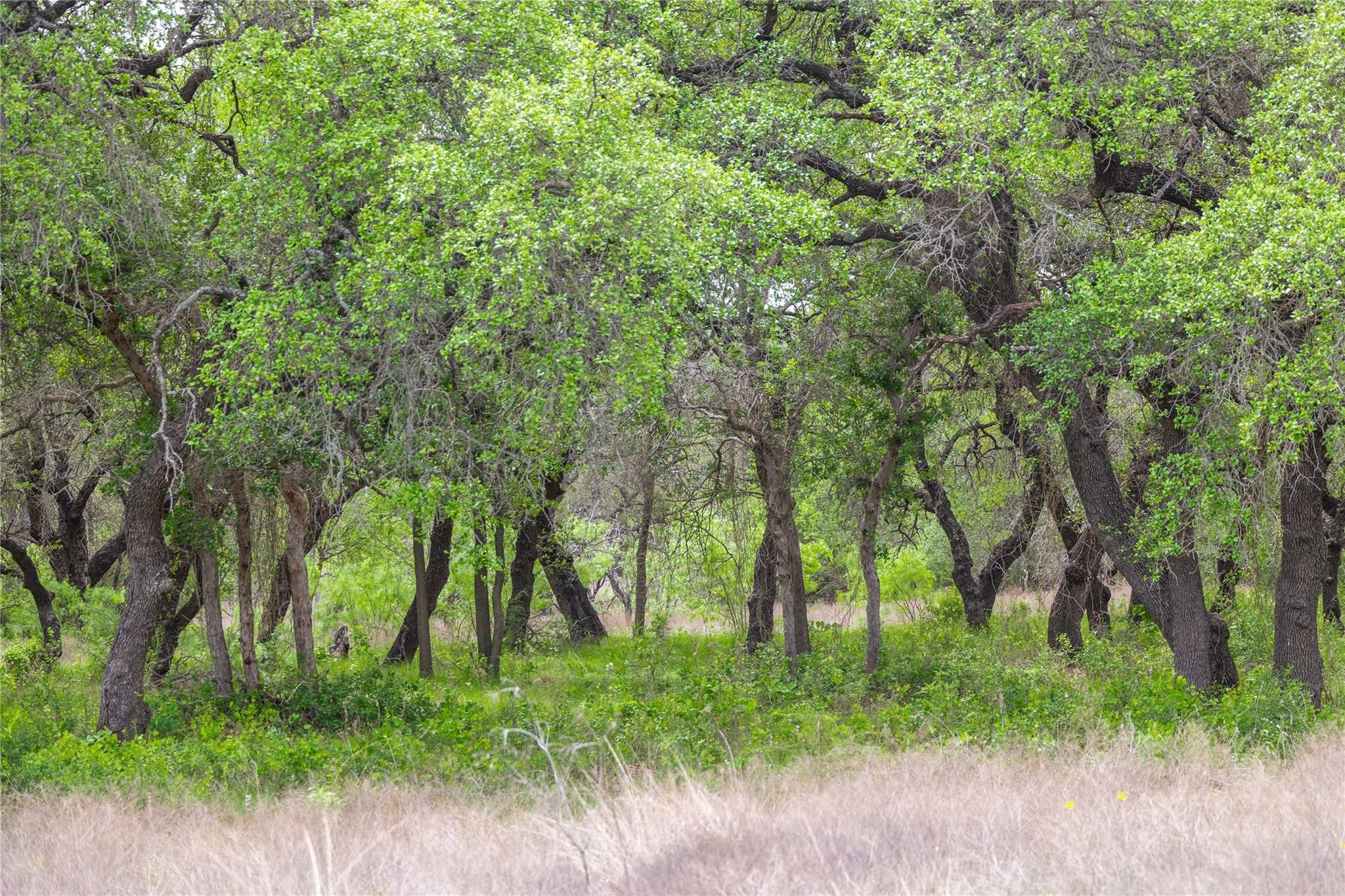 Lot 29 & 30 Comanche Hills Drive Comanche TX 76442