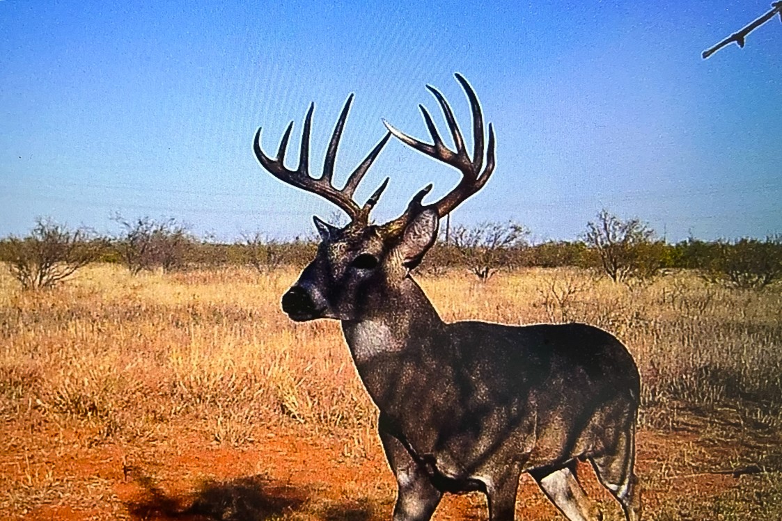 Tbd Fm 1168 Paducah TX 79248