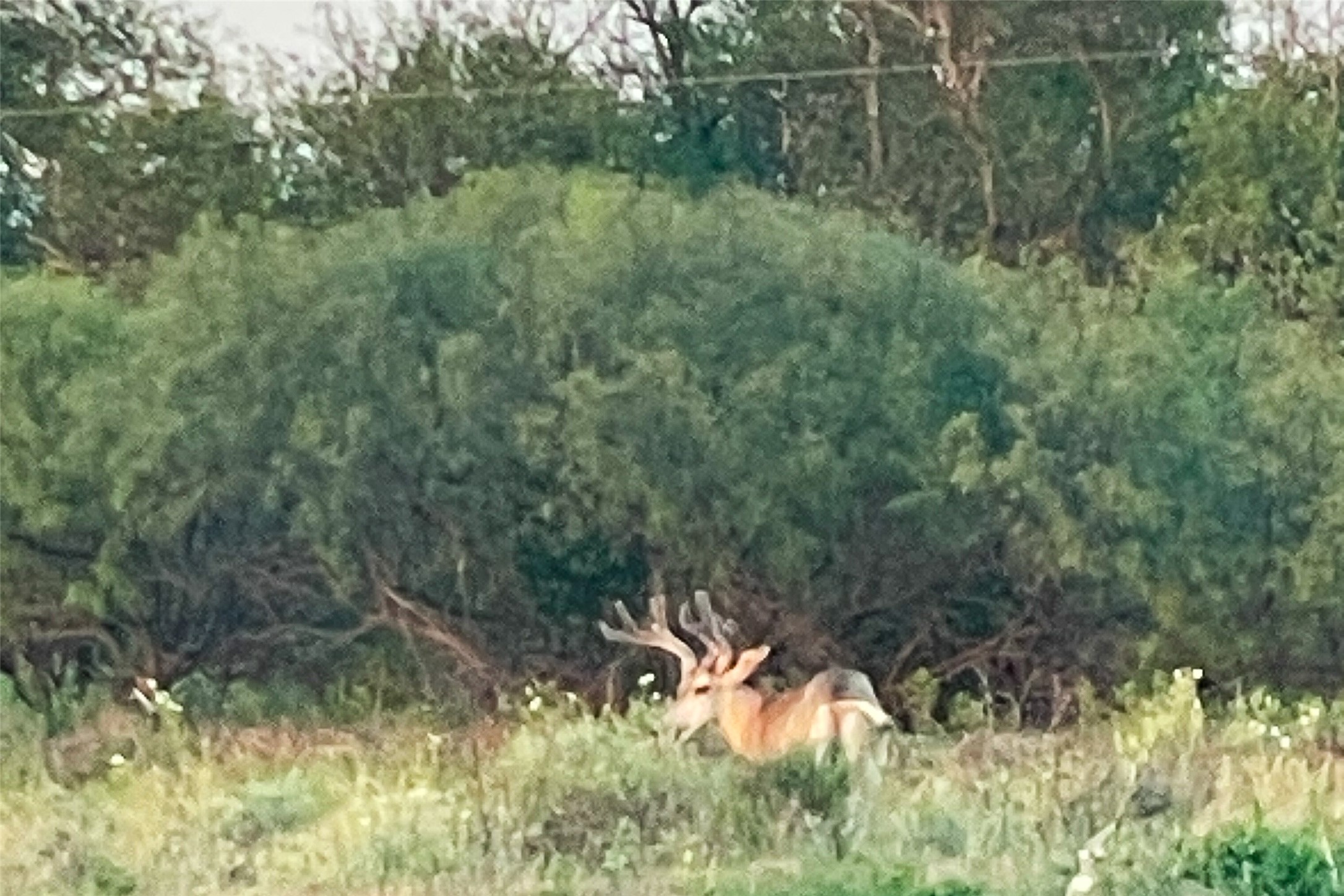 Tbd Fm 1168 Paducah TX 79248