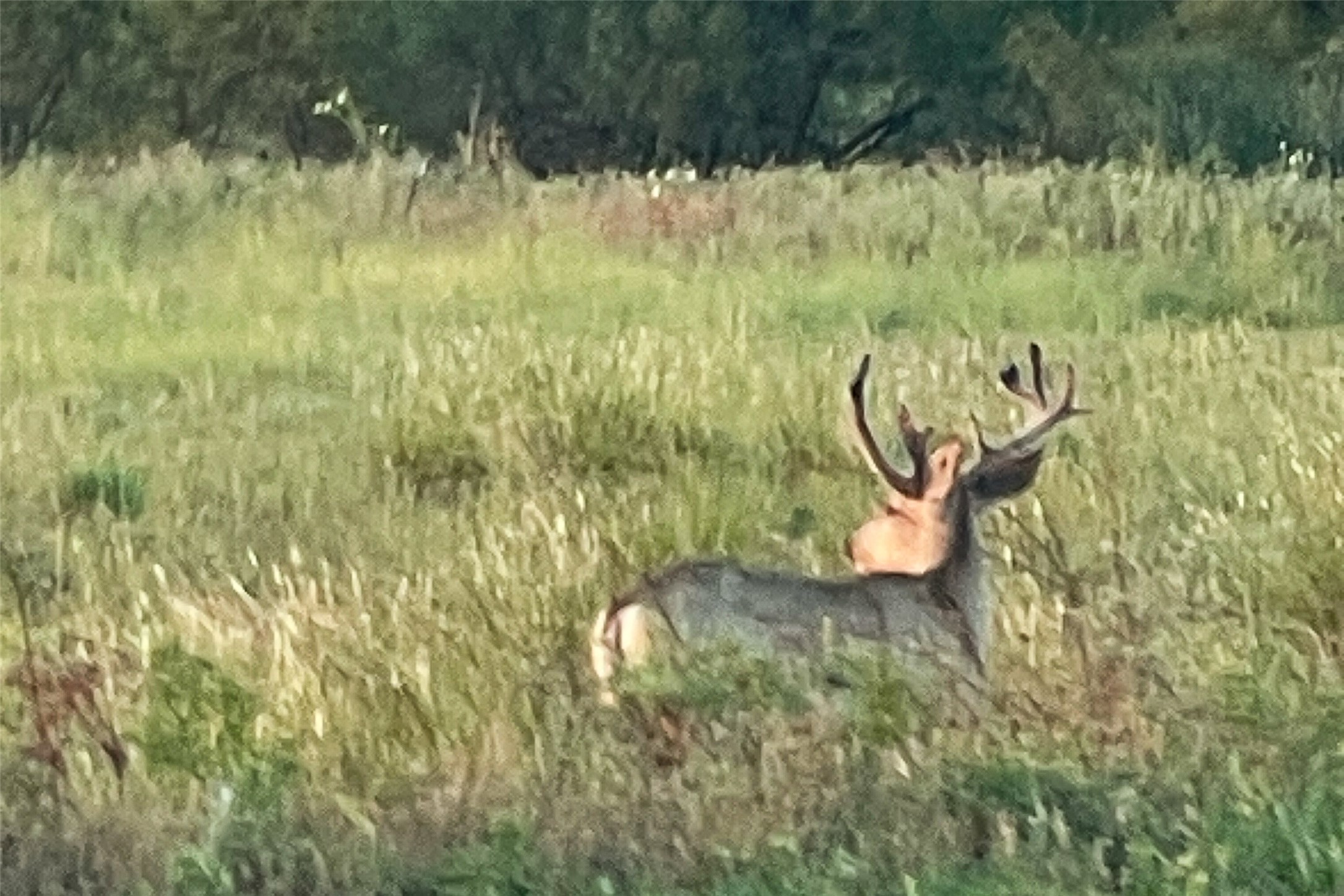 Tbd Fm 1168 Paducah TX 79248