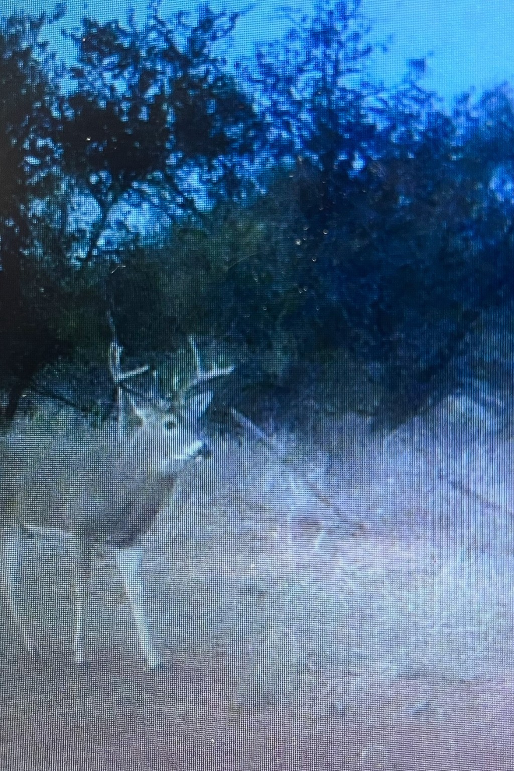 Tbd Fm 1168 Paducah TX 79248