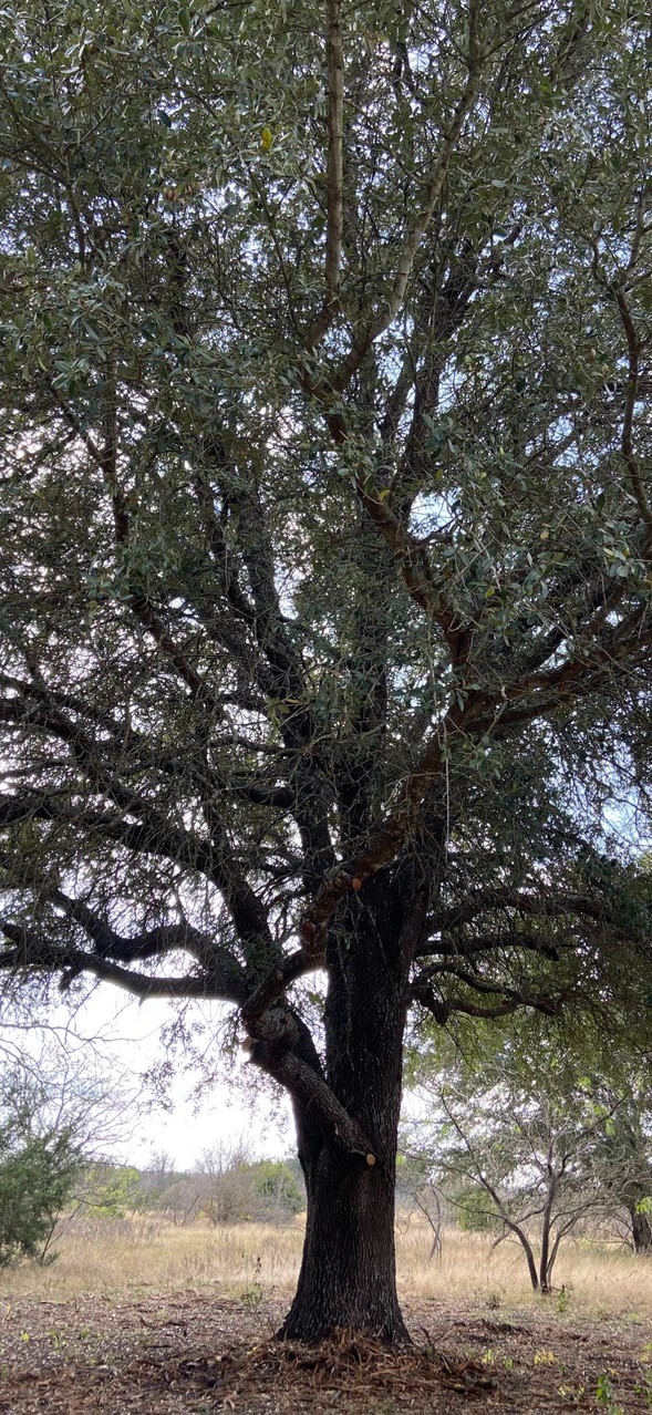 Tbd Private Road 190 Blum TX 76627