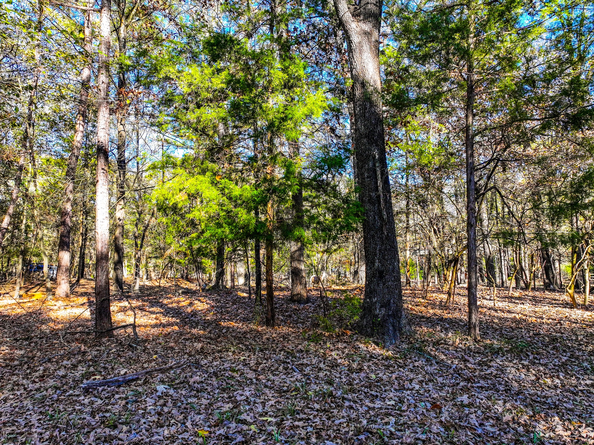 Lot 17 Sweet Gum Lane Mount Vernon TX 75457
