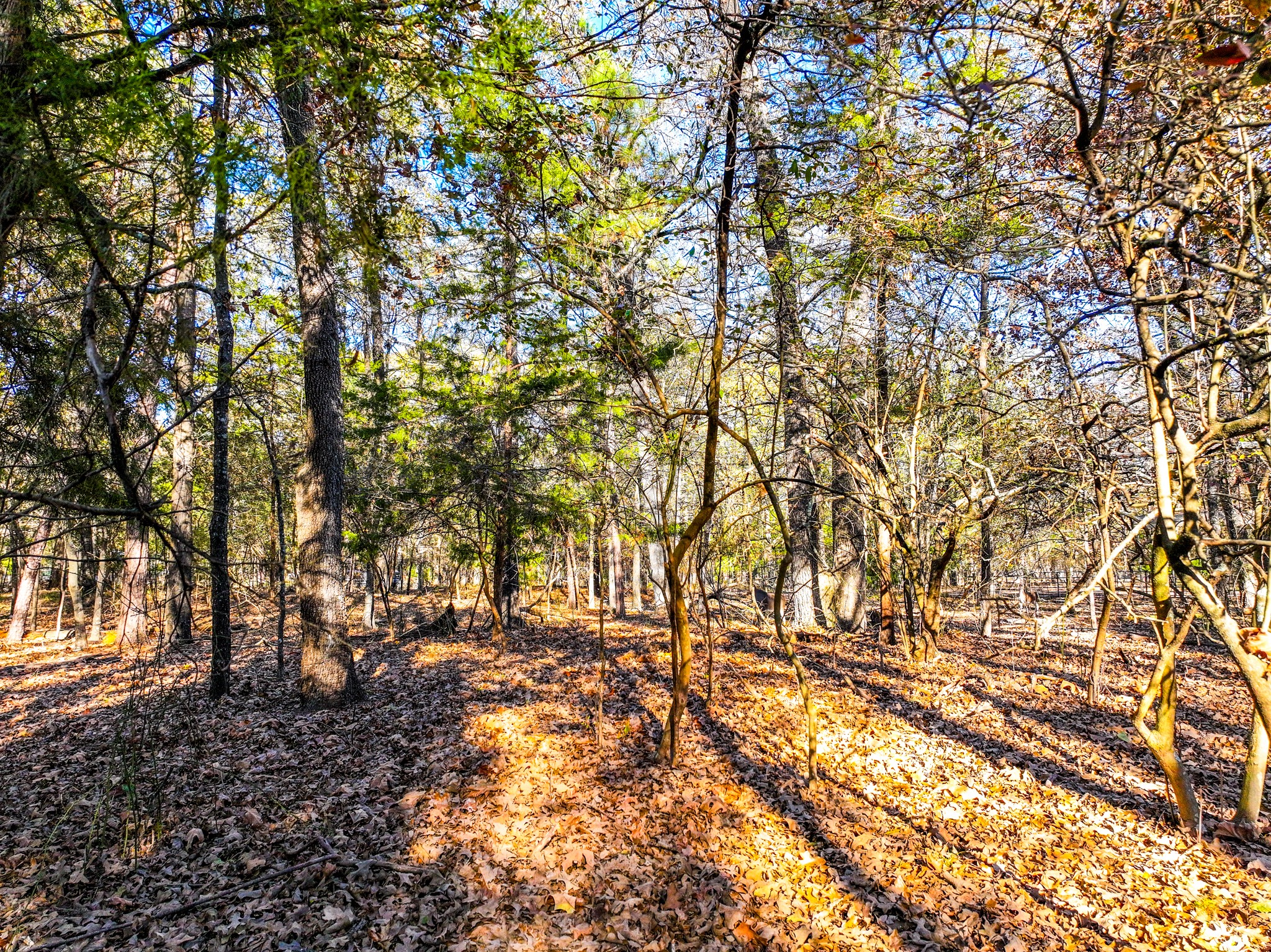 Lot 17 Sweet Gum Lane Mount Vernon TX 75457