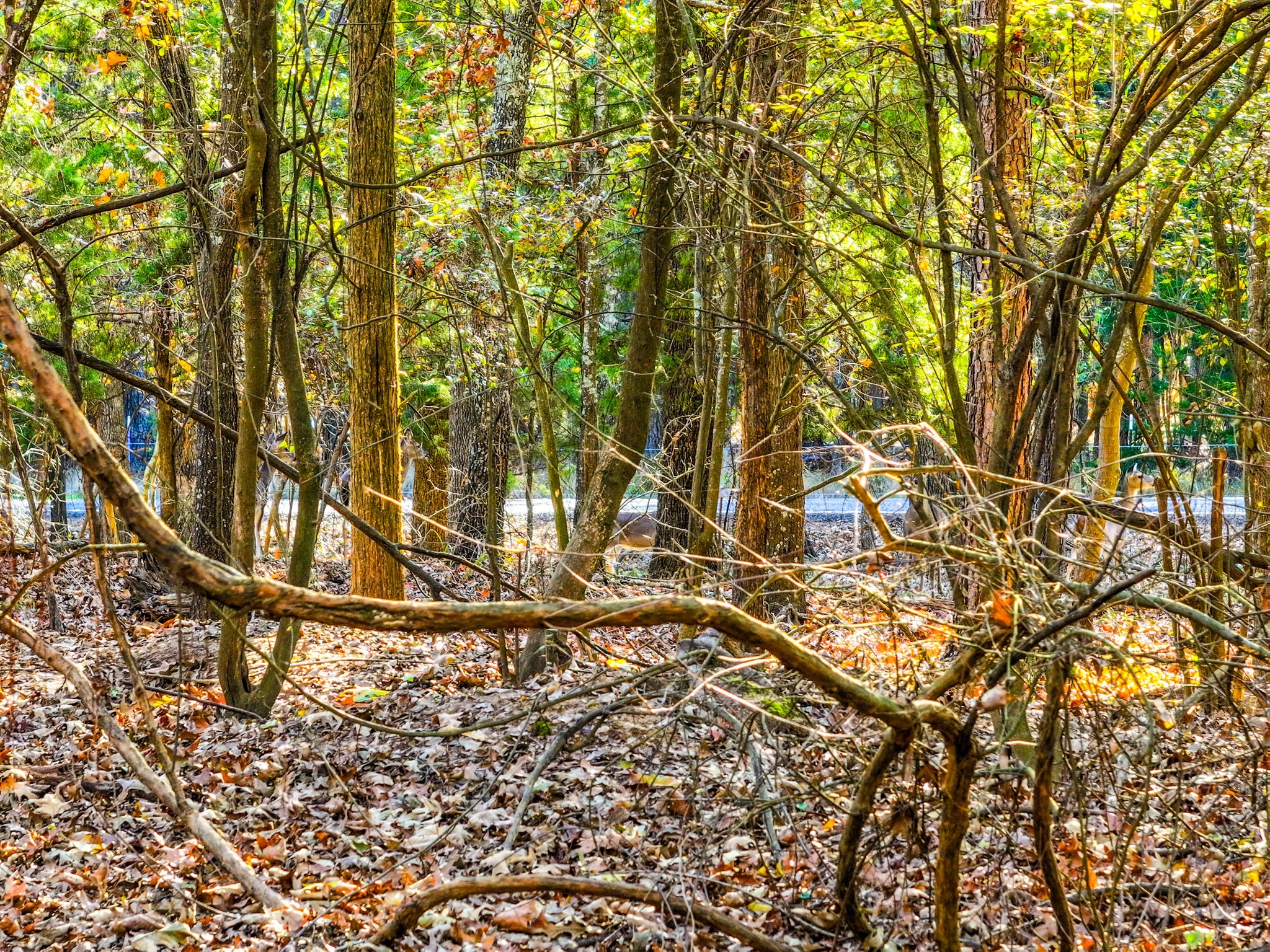 Lot 17 Sweet Gum Lane Mount Vernon TX 75457