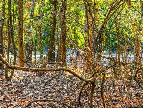 Lot 17 Sweet Gum Lane Mount Vernon TX 75457
