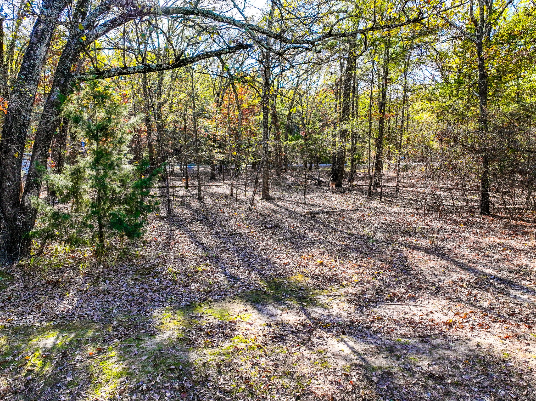 Lot 17 Sweet Gum Lane Mount Vernon TX 75457