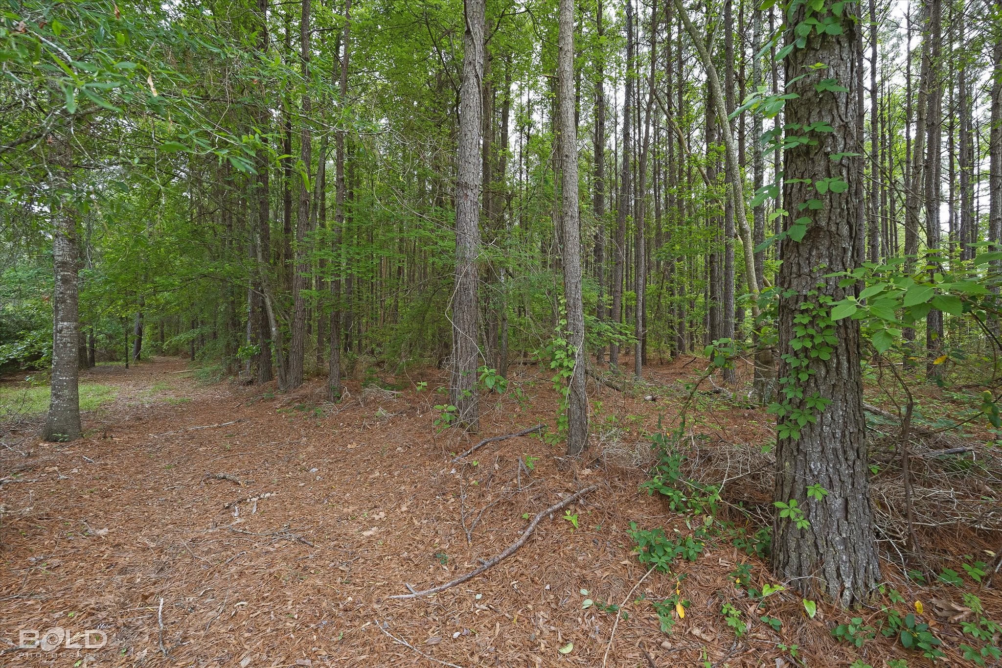 0 Boothville Road Doyline LA 71023