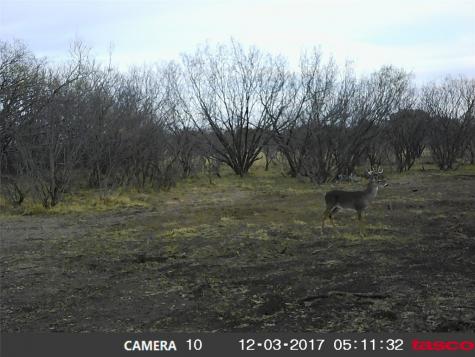 9998 Highway 67-84 Santa Anna TX 76878