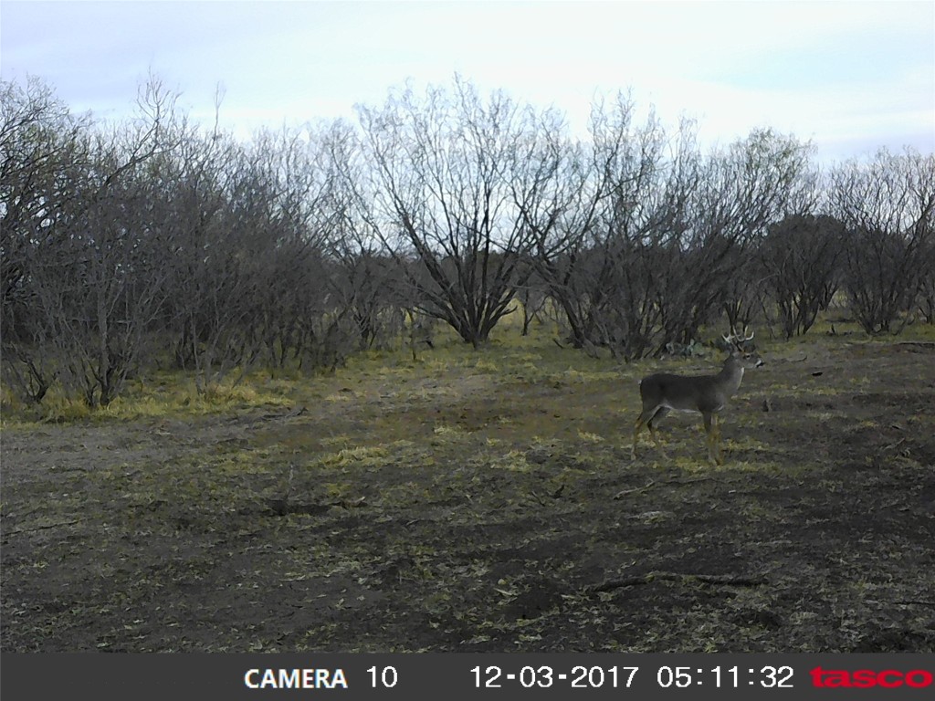 9998 Highway 67-84 Santa Anna TX 76878