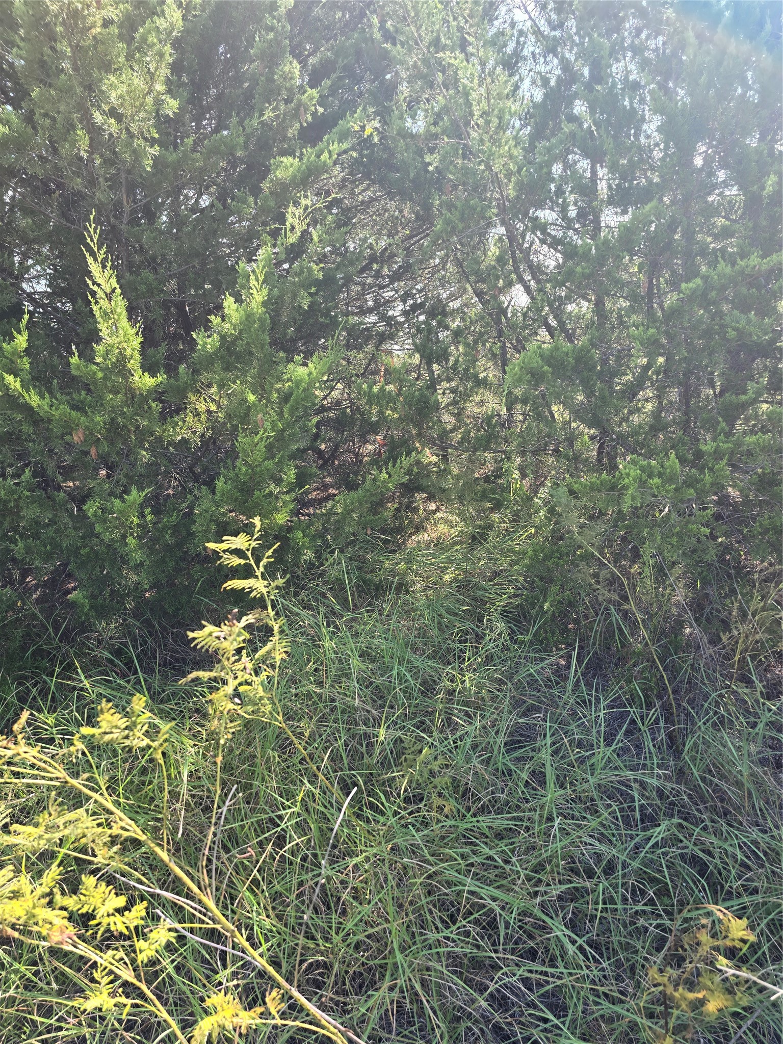 3694 County Road 1103 Celeste TX 75423