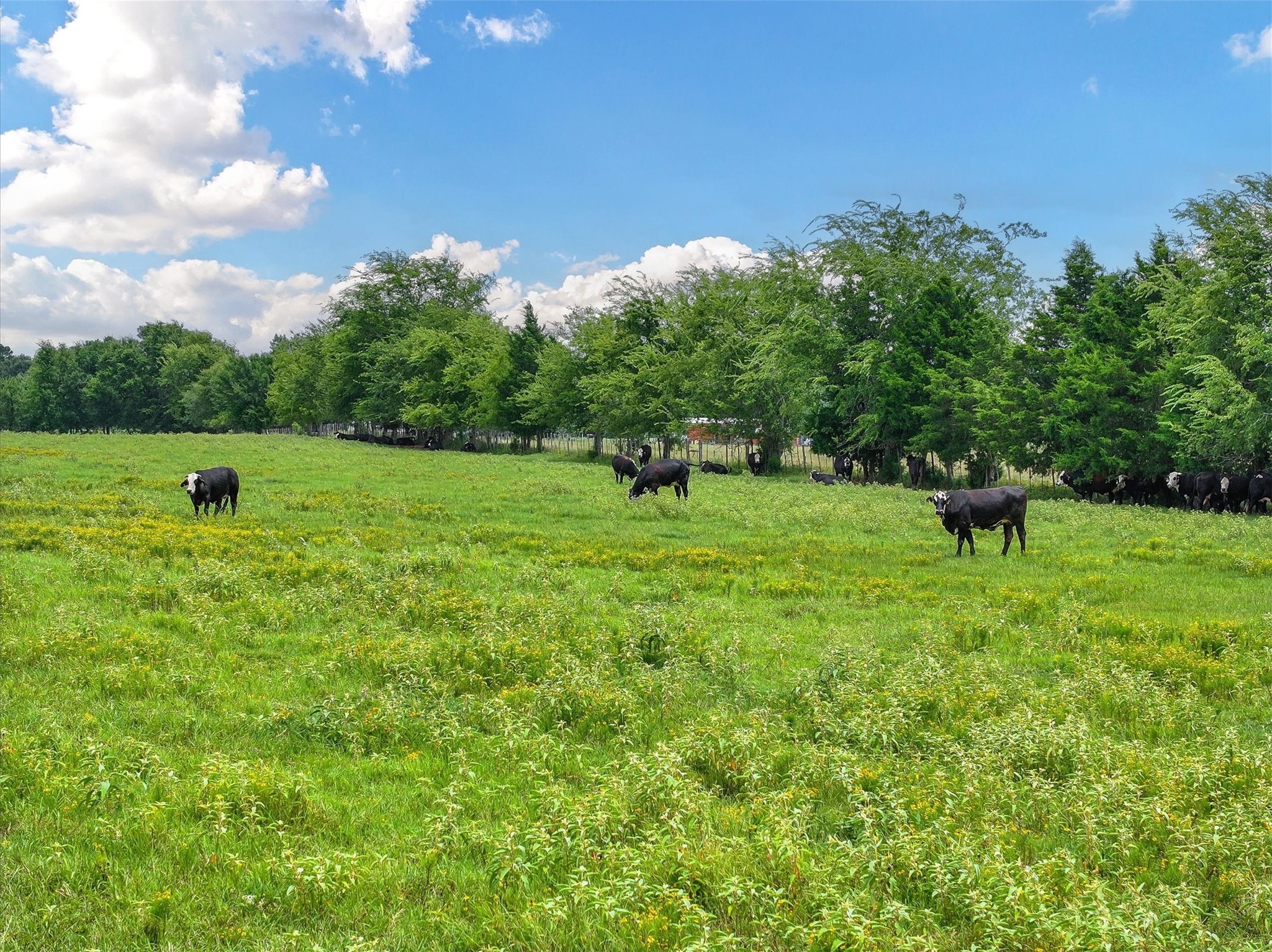 Tract 3 Fm 855 Jacksonville TX 75766