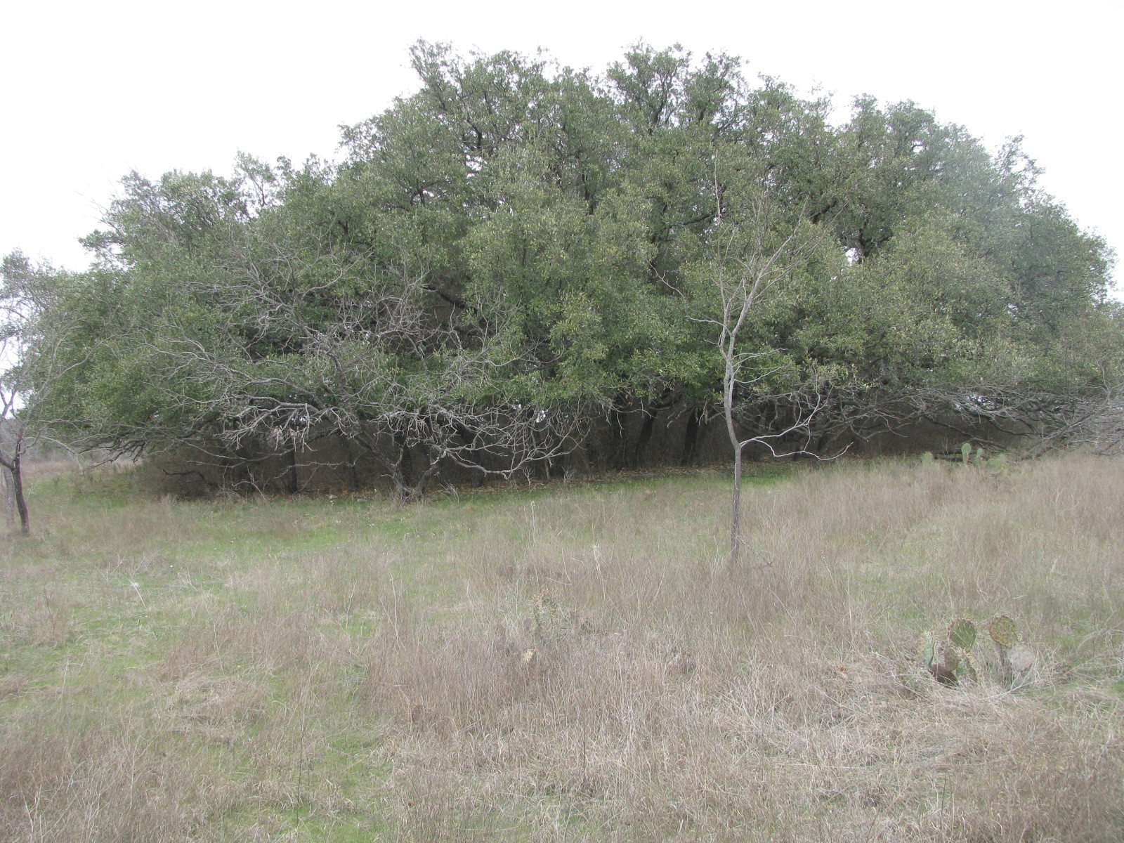 135 Acres Tbd Harmon Road Copperas Cove TX 76522
