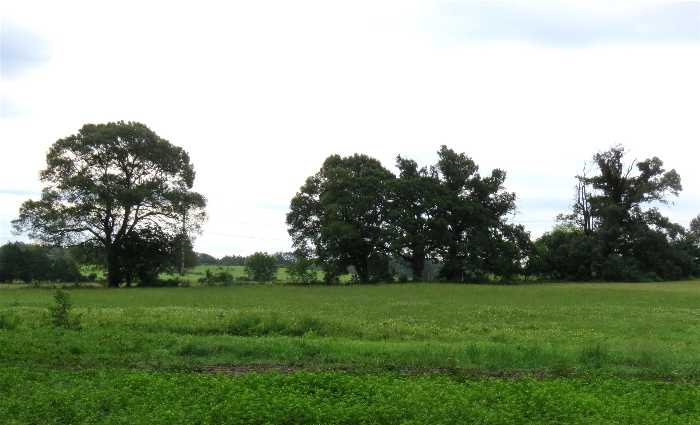 355 Cr 3204 Quitman TX 75783