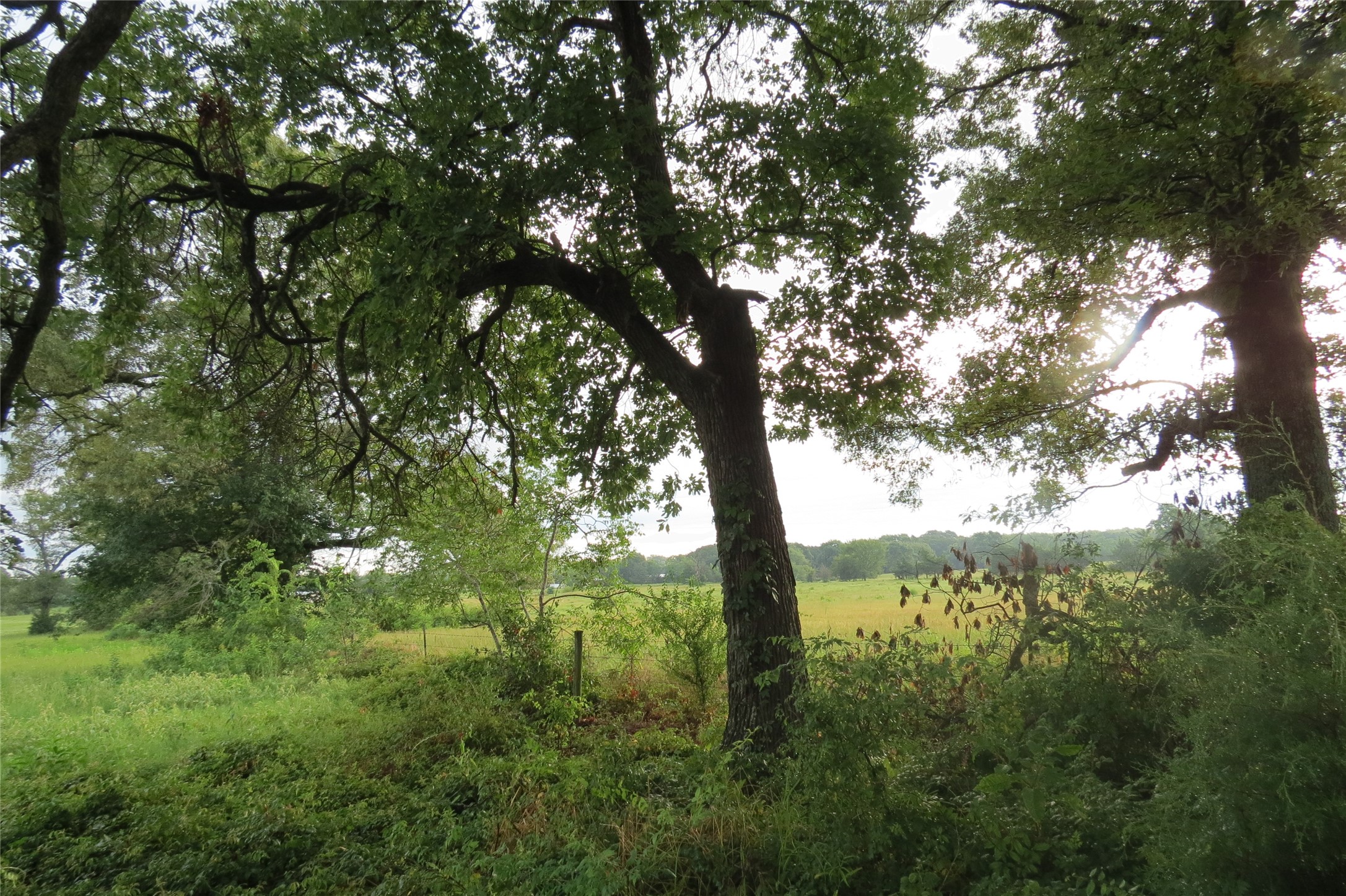 355 Cr 3204 Quitman TX 75783