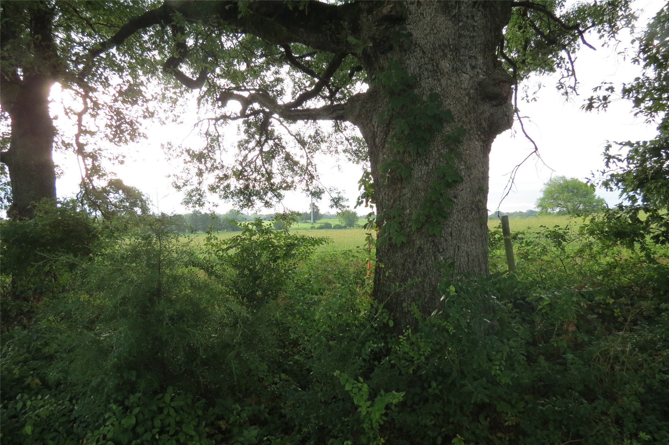355 Cr 3204 Quitman TX 75783
