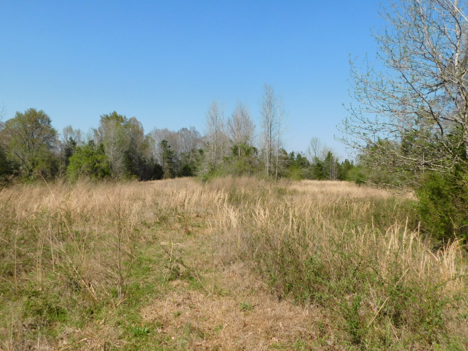 0 Cox Road Sarepta LA 71071