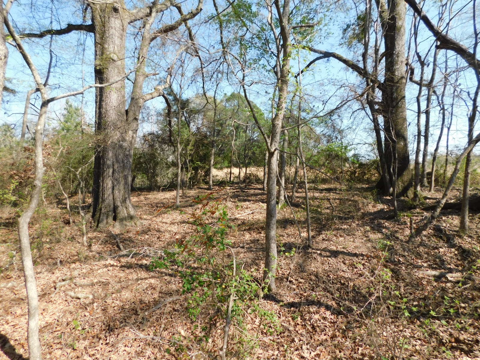 0 Cox Road Sarepta LA 71071