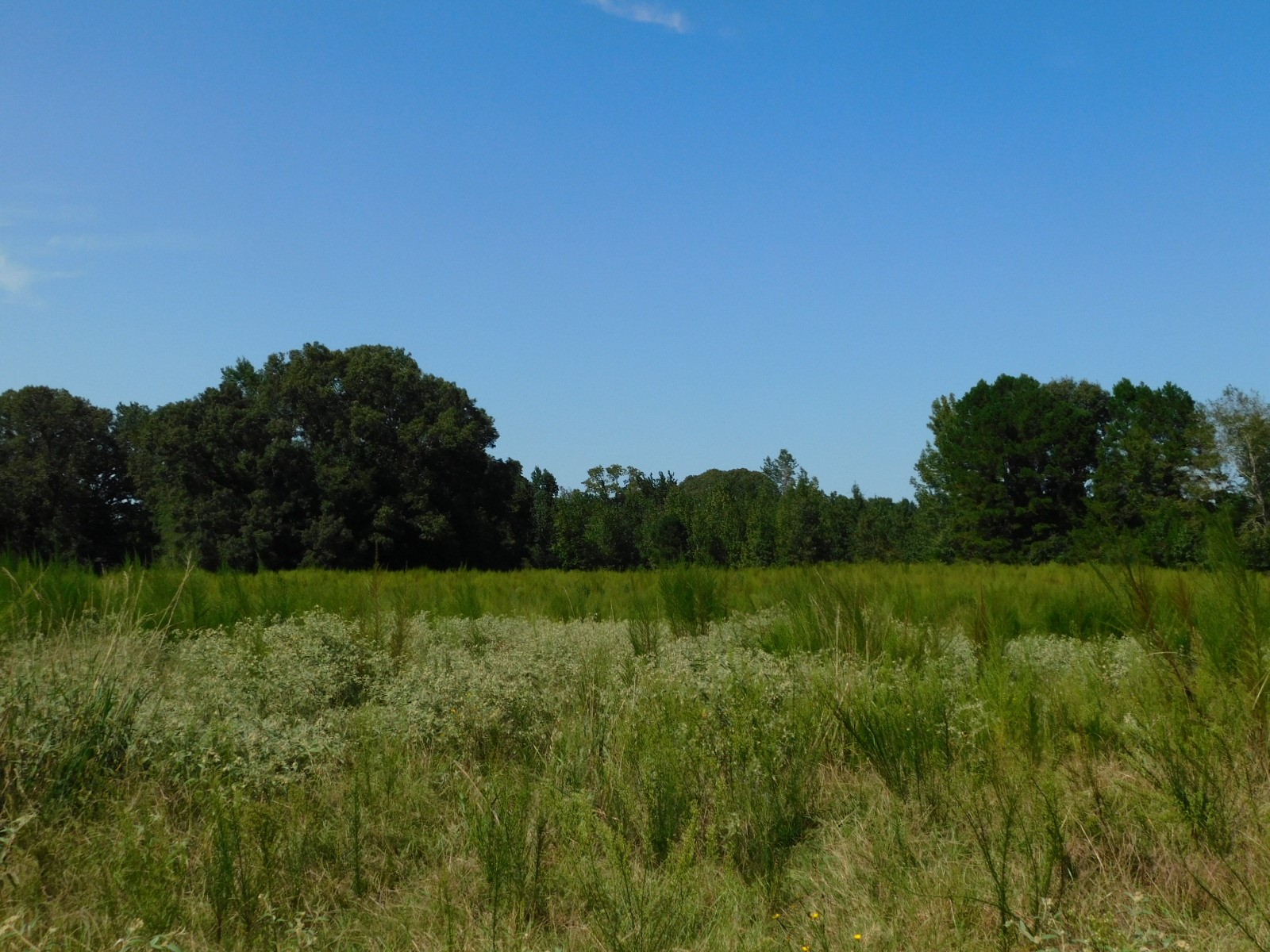 0 Cox Road Sarepta LA 71071